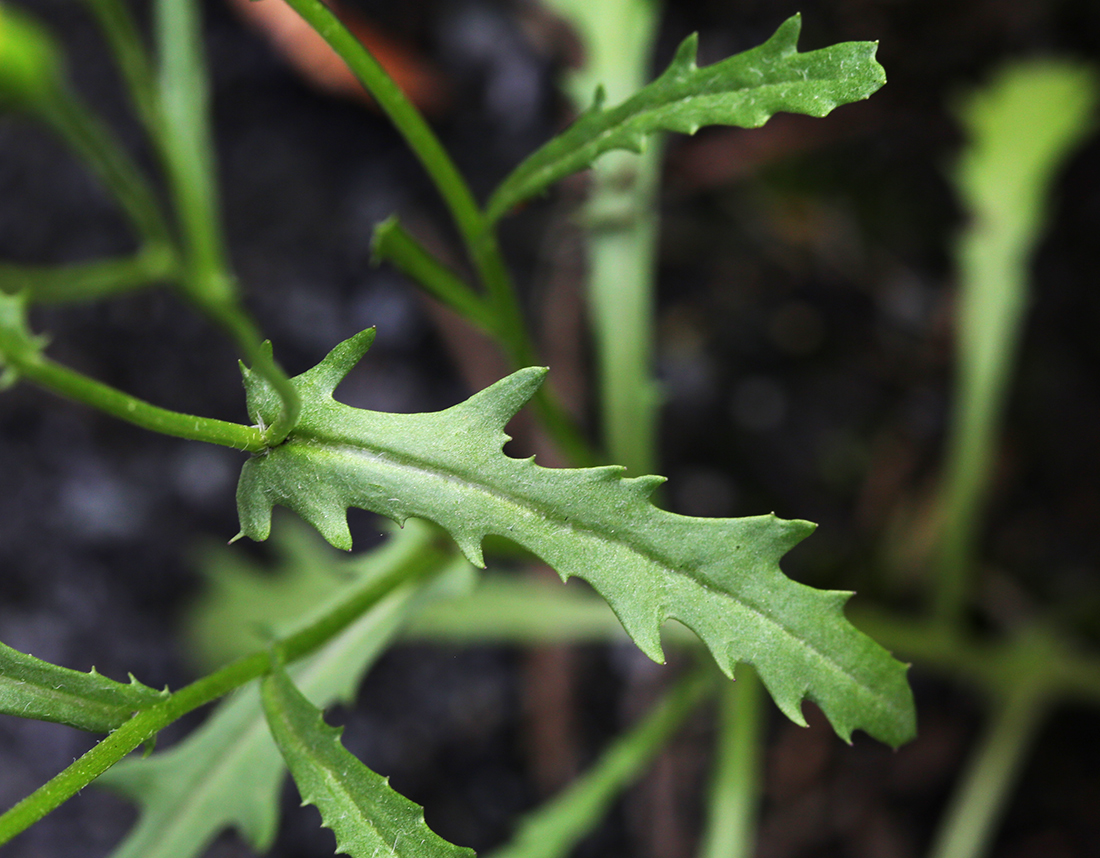 Изображение особи Senecio dubitabilis.