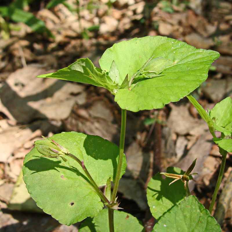 Изображение особи Viola sacchalinensis.