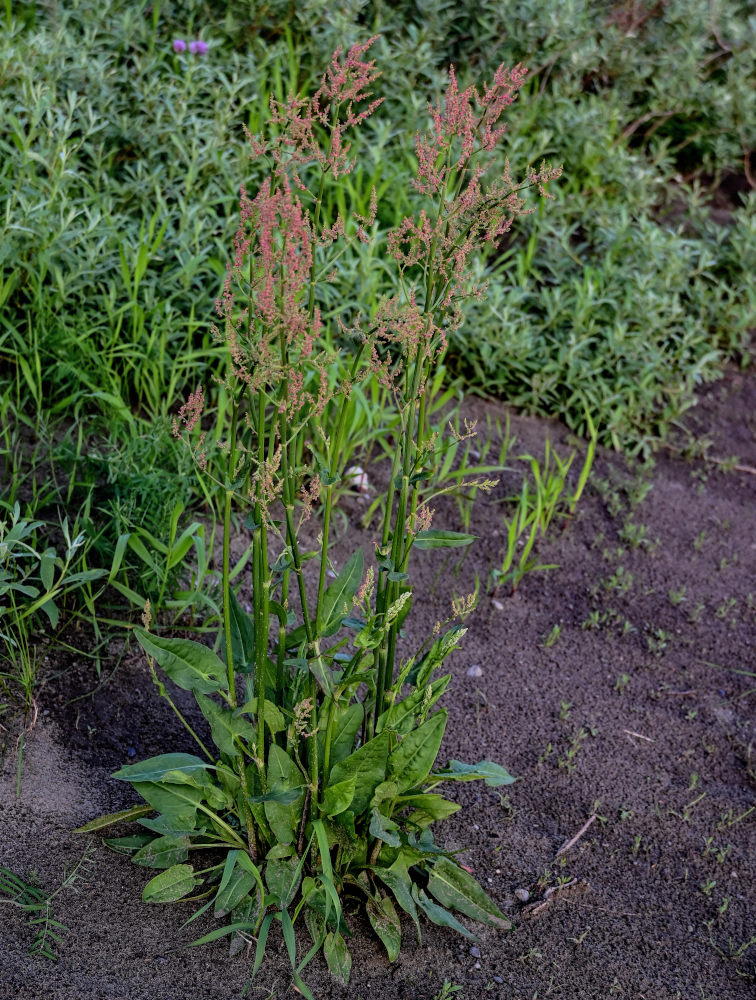 Изображение особи Rumex acetosa.