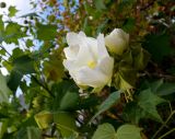 Hibiscus mutabilis. Верхушка побега с цветком. Крым, городской округ Ялта, с. Оползневое, Mriya Resort, парк. 10.11.2023.