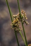 Juncus effusus