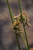 Смотреть изображение Juncus effusus