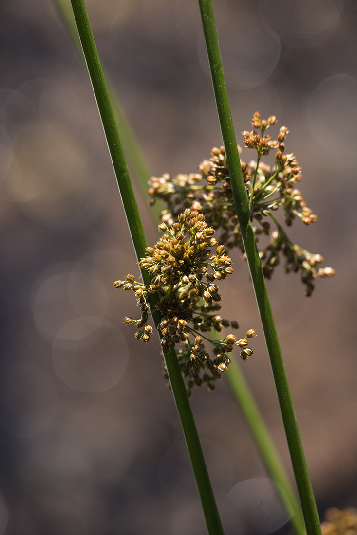 Изображение особи Juncus effusus.