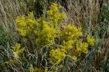 Galium verum. Верхушки цветущих растений. Оренбургская обл., Гайский гор. округ, Губерлинские горы, долина р. Губерля, луг. 03.07.2023.