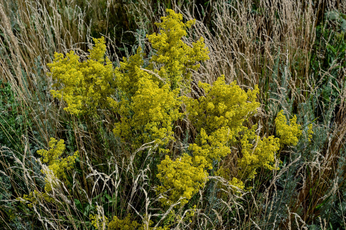 Изображение особи Galium verum.