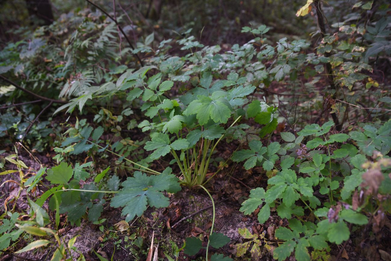 Изображение особи Chelidonium majus.