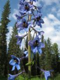 Delphinium elatum. Нижняя часть соцветия. Казахстан, Центральный Алтай, окр. оз. Рахмановское, долина р. Арасан, 1730 м н.у.м., берег ручья среди хвойного леса. 8 июля 2024 г.