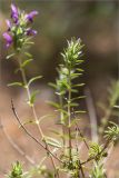 familia Lamiaceae