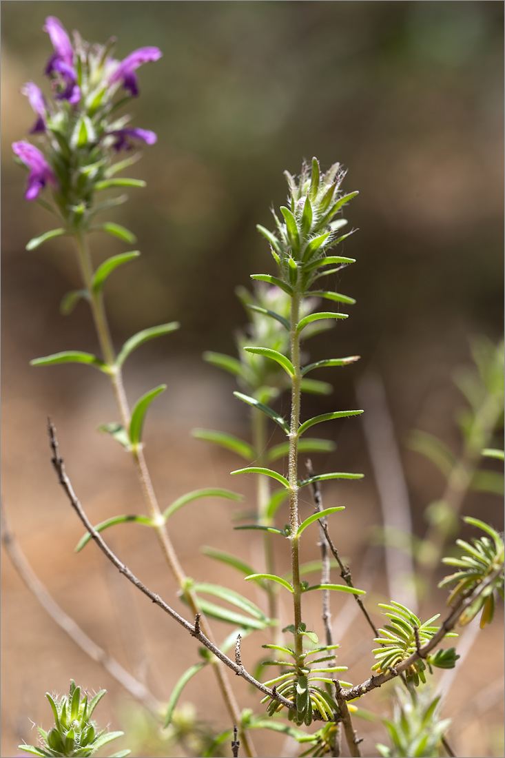 Изображение особи семейство Lamiaceae.