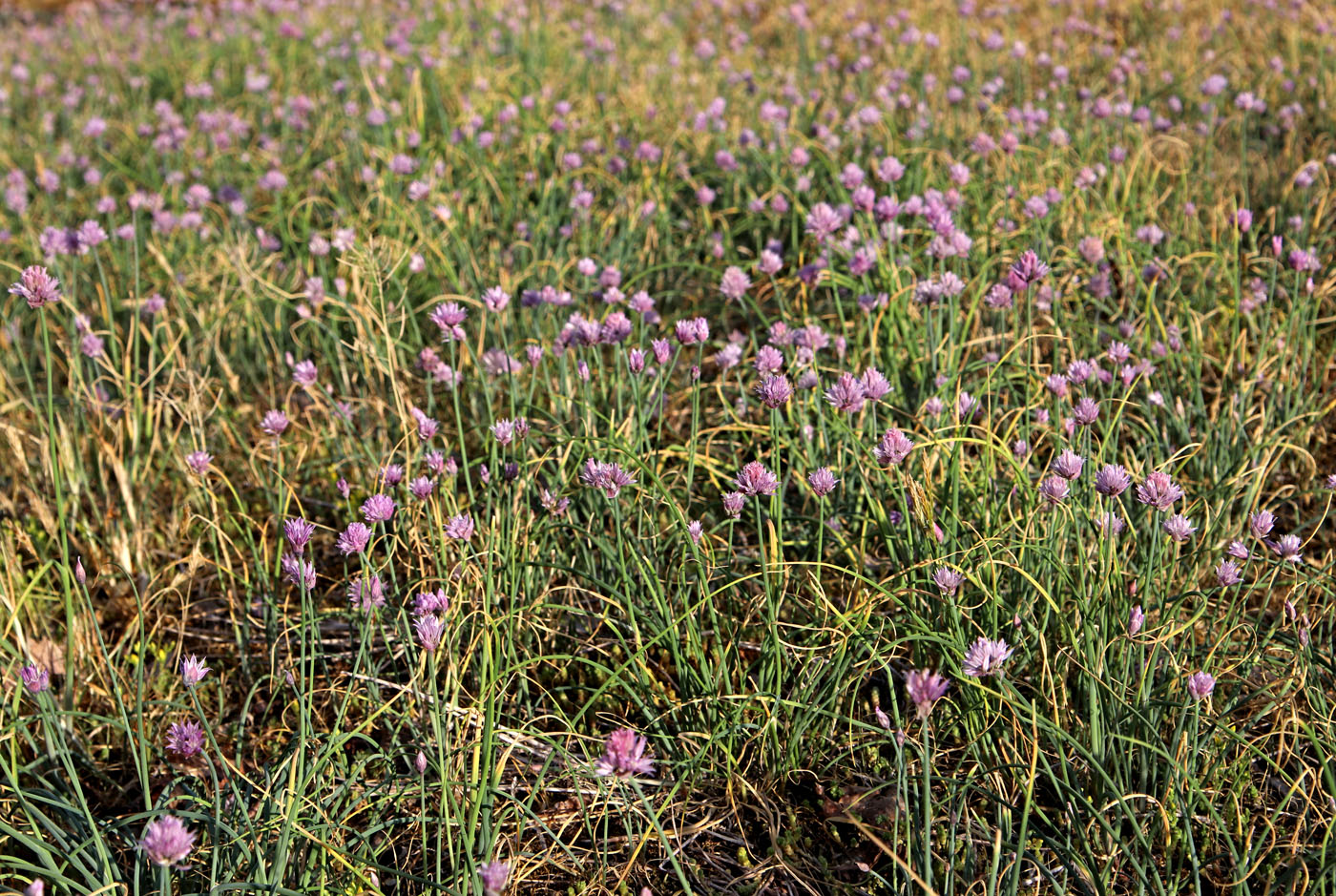 Image of Allium schoenoprasum specimen.