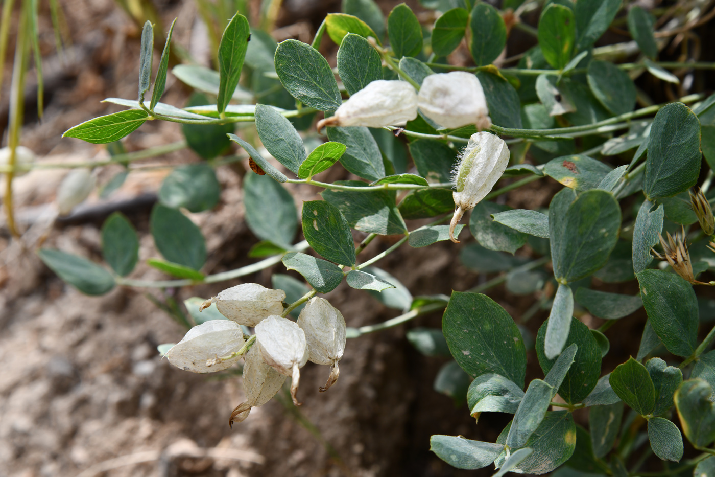 Image of Astragalus heterotrichus specimen.