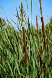 Typha angustifolia. Соцветия. Ярославская обл., г. Ярославль, устье р. Которосль, берег реки, у воды. 02.07.2024.