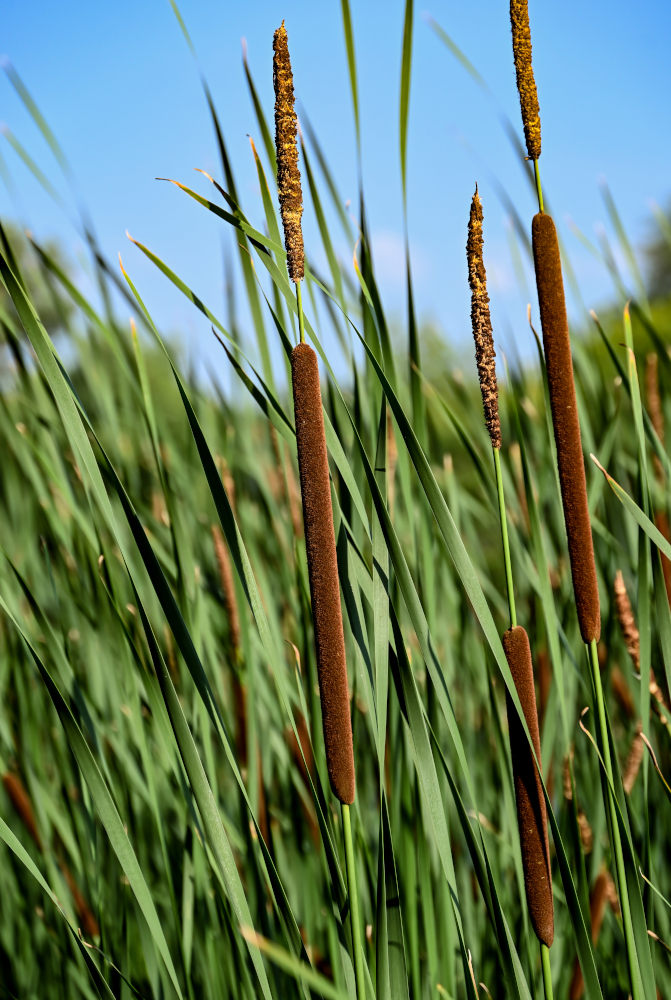 Изображение особи Typha angustifolia.