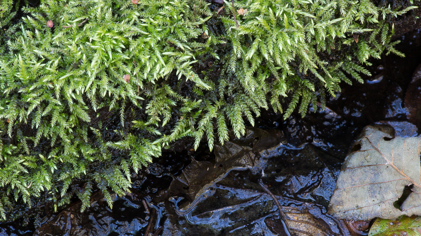 Image of familia Brachytheciaceae specimen.