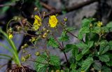 Potentilla ancistrifolia. Верхушки побегов с цветками и бутонами. Китай, пров. Хунань, гора Тяньмэнь, опушка смешанного леса, каменистый склон. 09.06.2024.