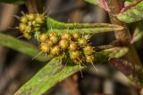 Naumburgia thyrsiflora. Завязавшиеся плоды. Санкт-Петербург, Приморский р-н, заказник «Северное побережье Невской губы», берег Финского залива, заваленный обломками сухих побегов тростника пляж. 07.07.2024.