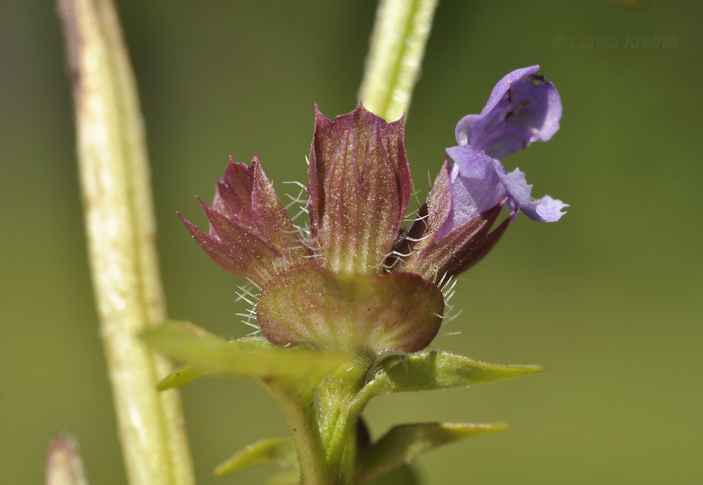 Изображение особи Prunella vulgaris.