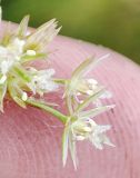 Juncus filiformis