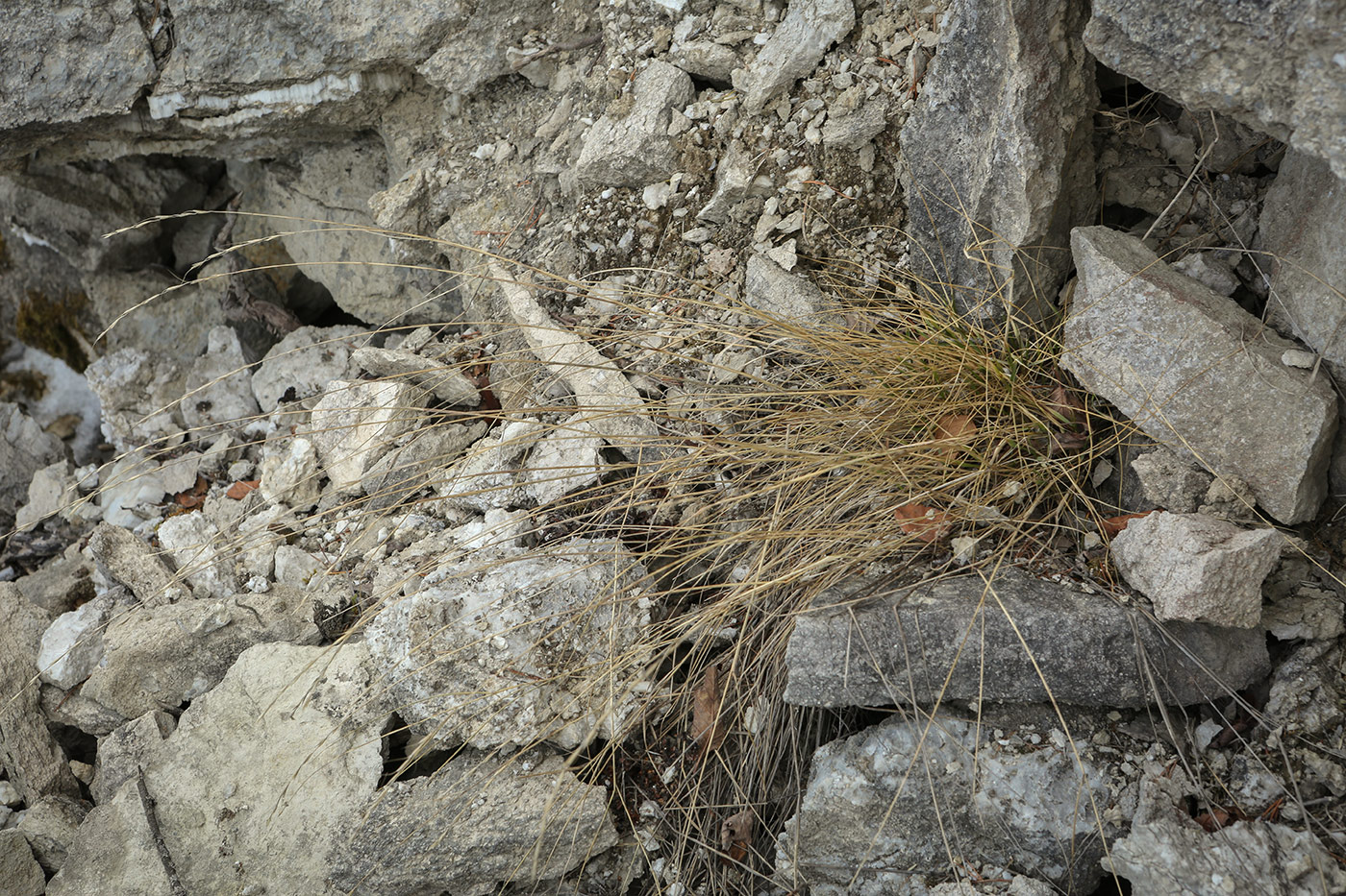 Image of Elytrigia reflexiaristata specimen.