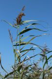View full-size image Phragmites australis