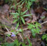 Смотреть изображение Cardamine trifida