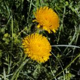 Смотреть изображение Trommsdorffia maculata