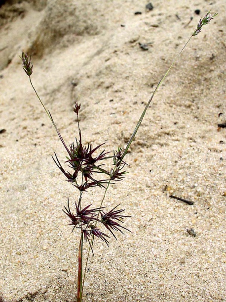 Изображение особи Poa bulbosa ssp. vivipara.