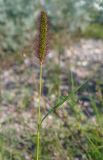 View full-size image Setaria pumila