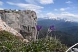 View full-size image Pulsatilla violacea