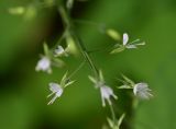 View full-size image Circaea × intermedia