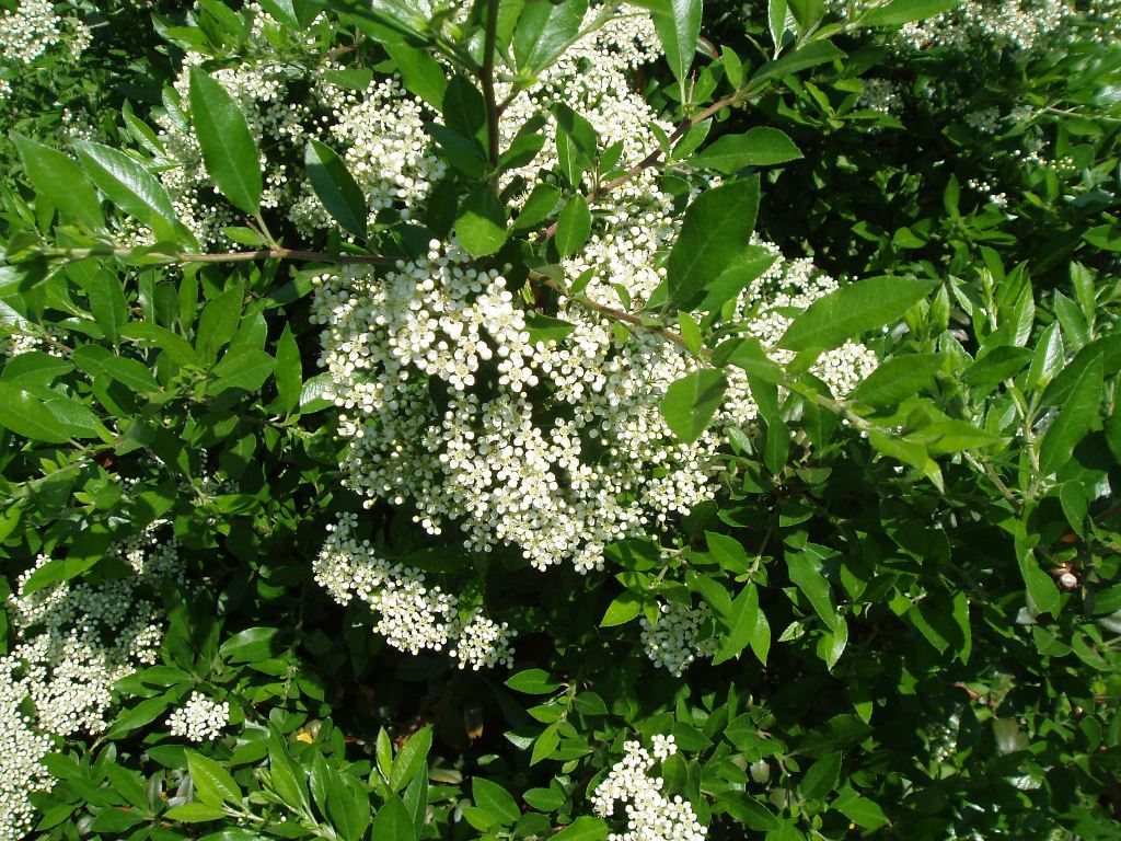 Image of genus Pyracantha specimen.