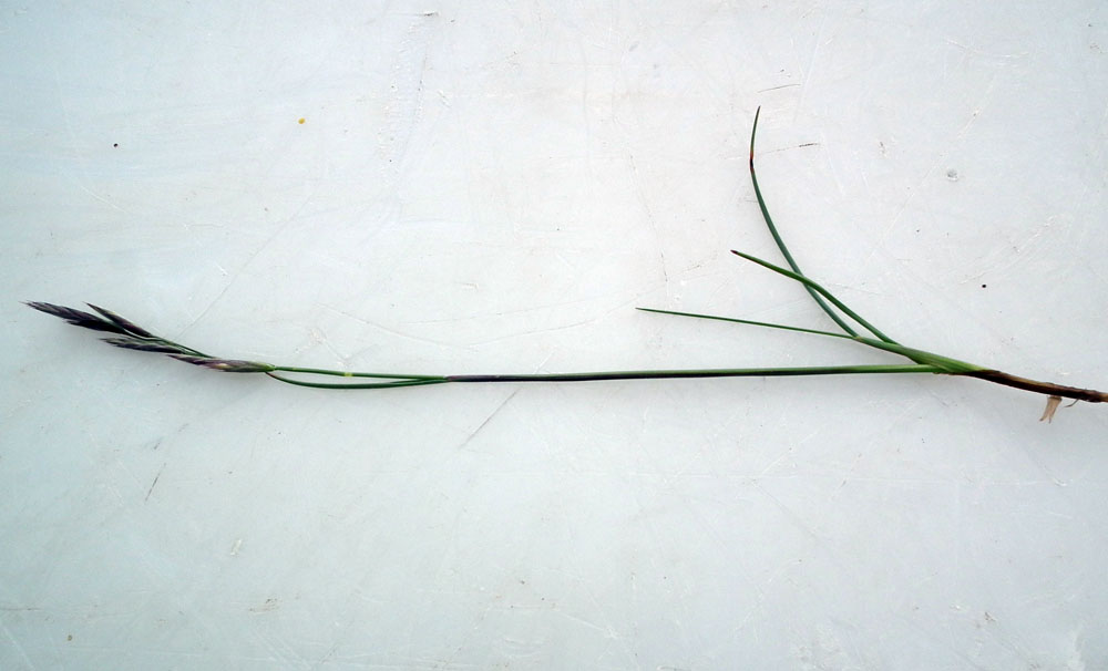 Image of genus Festuca specimen.