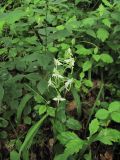 Platanthera densa