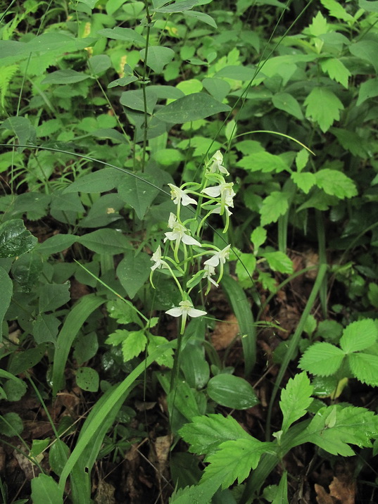 Image of Platanthera densa specimen.