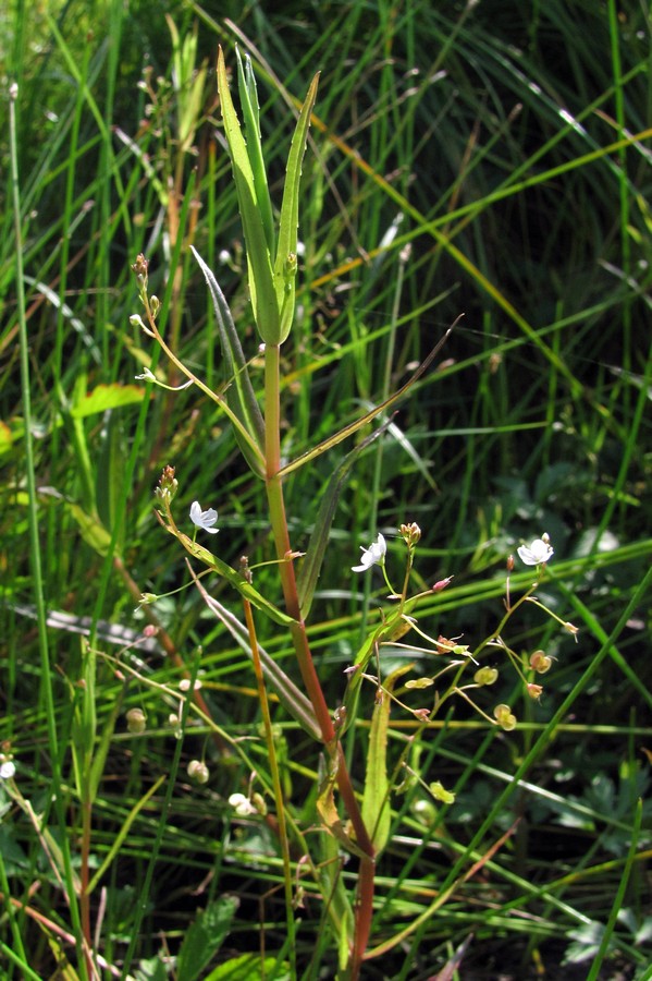 Image of Veronica scutellata specimen.