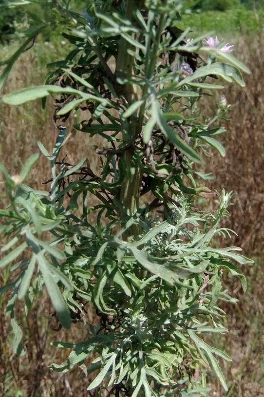 Image of Centaurea stoebe specimen.