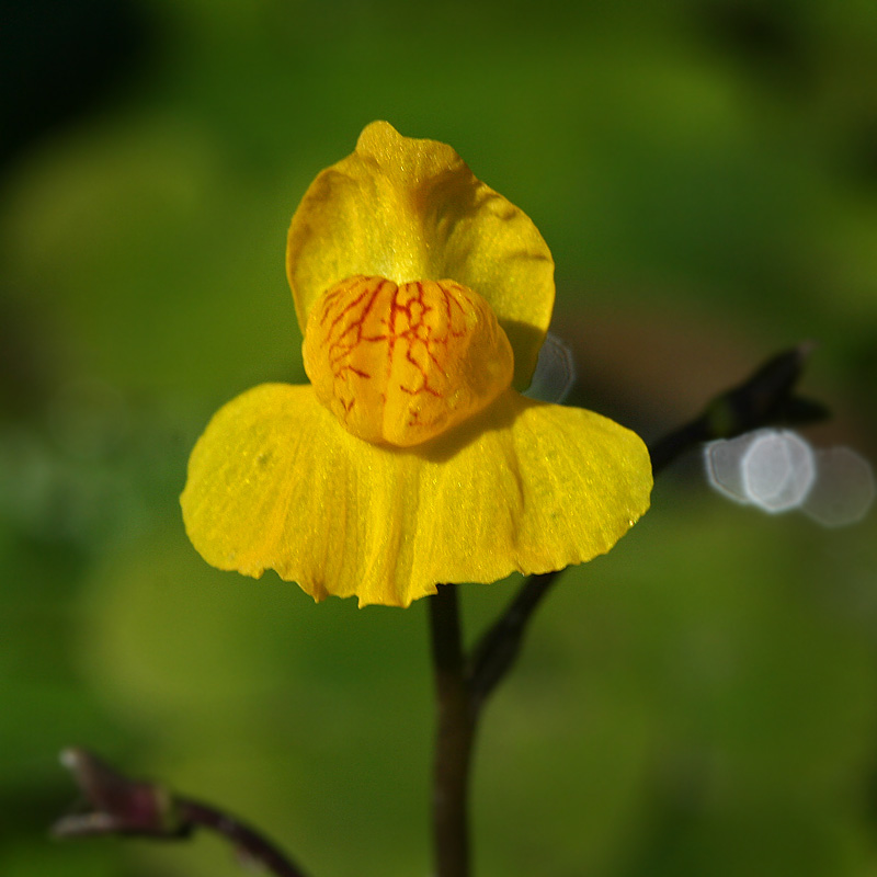 Изображение особи Utricularia &times; neglecta.