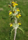 Phlomoides speciosa