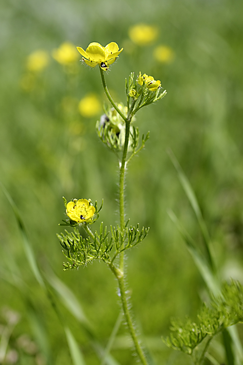 Image of Ranunculus tenuilobus specimen.