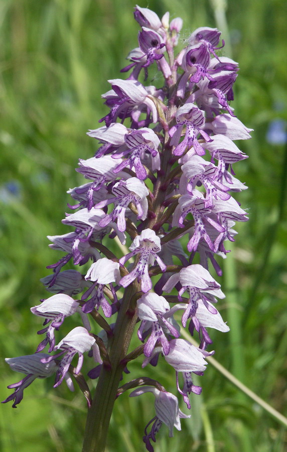 Image of Orchis militaris specimen.