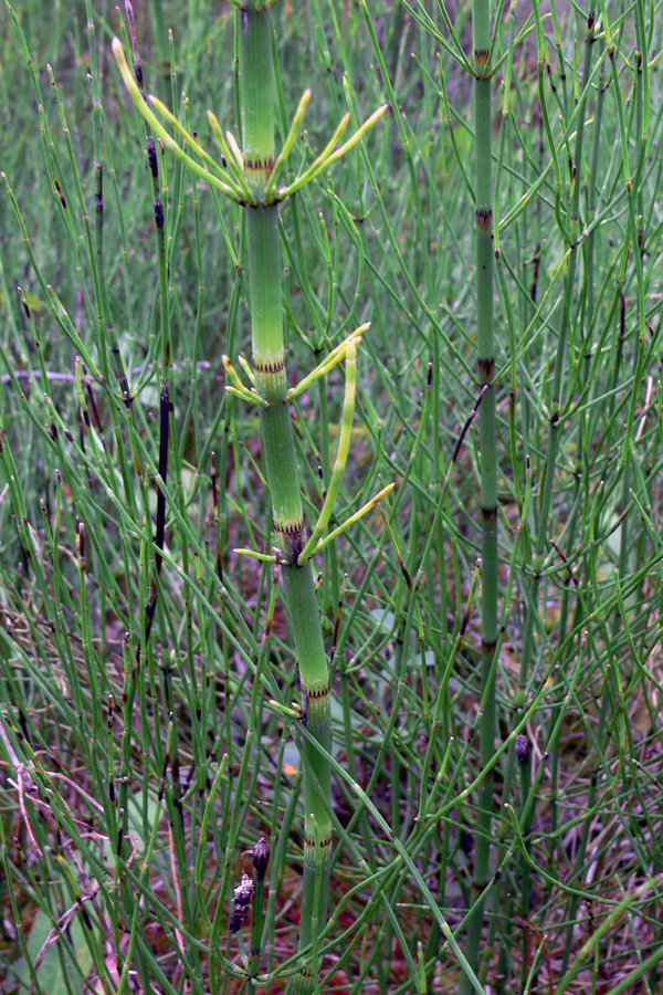 Image of Equisetum fluviatile specimen.