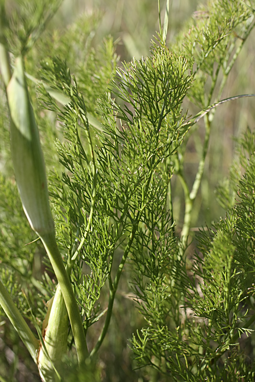 Изображение особи Ferula karatavica.