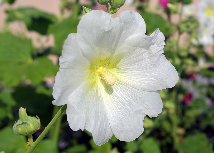 Image of Alcea rosea specimen.