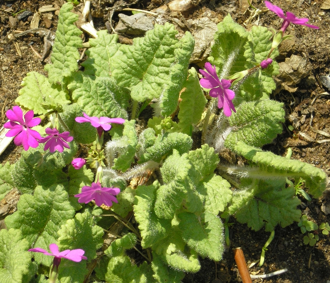 Image of Primula cortusoides specimen.