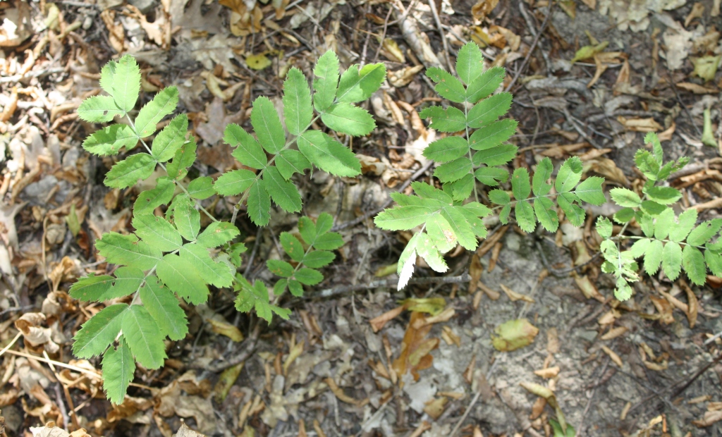 Image of Sorbus domestica specimen.