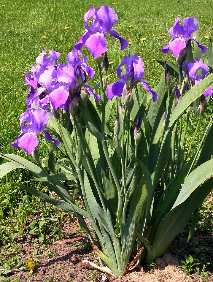 Image of Iris nyaradyana specimen.