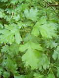 Crataegus rhipidophylla. Побег. Курская обл., Железногорский р-н, пос. Каменец, ур. Жуковец. 27 июля 2007 г.