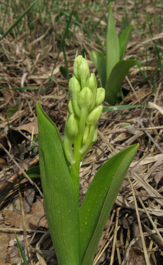 Image of Orchis pallens specimen.