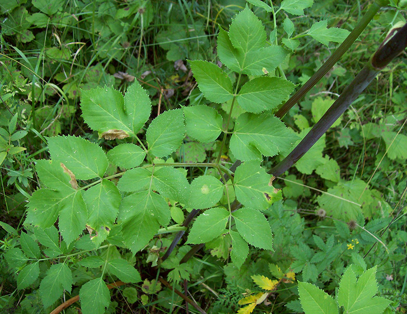 Image of Archangelica officinalis specimen.