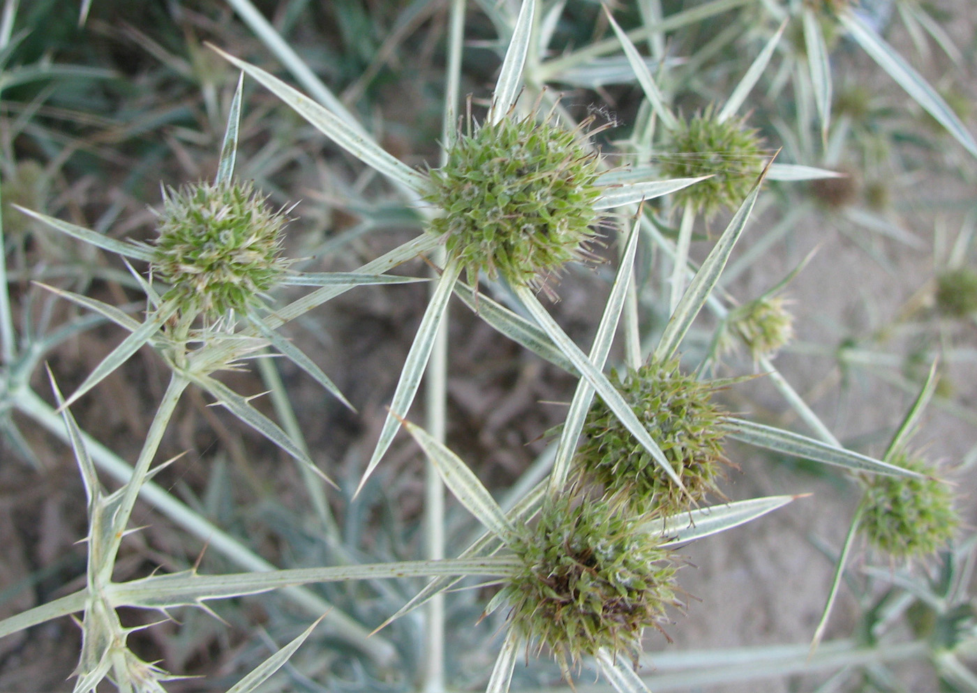 Изображение особи Eryngium campestre.